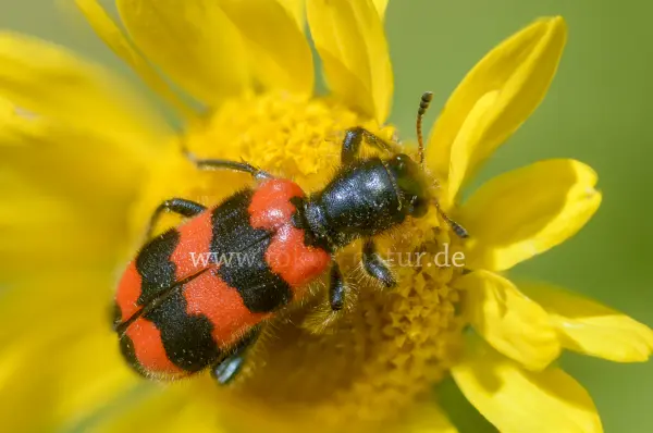 Fokus-Natur Bild