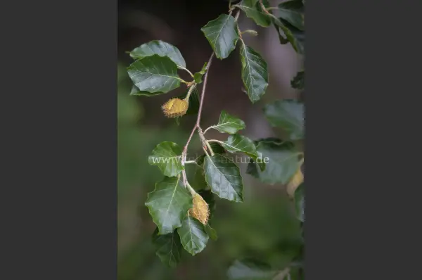 Fokus-Natur Bild
