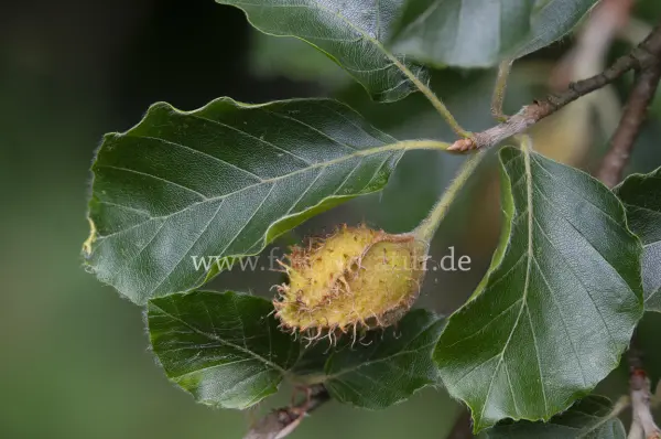 Fokus-Natur Bild