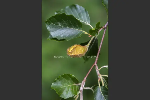 Fokus-Natur Bild