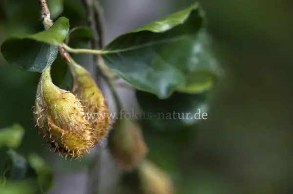 Fokus-Natur Bild