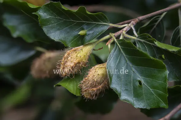 Fokus-Natur Bild