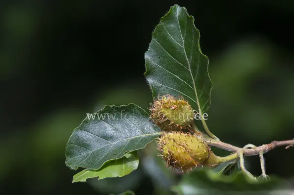 Fokus-Natur Bild