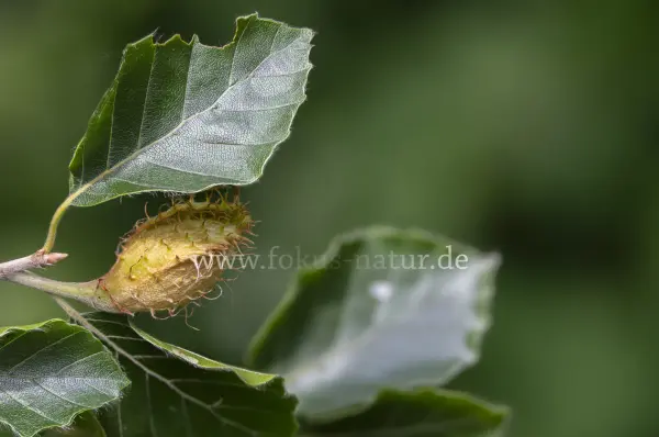 Fokus-Natur Bild