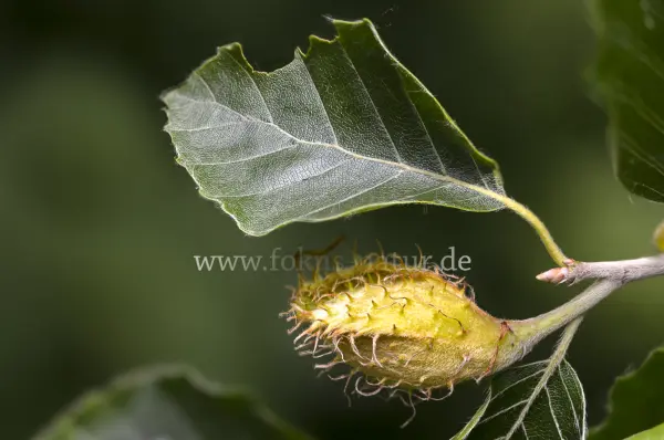Fokus-Natur Bild
