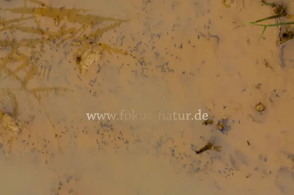 Fokus-Natur Bild