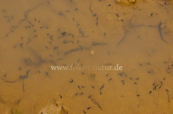 Fokus-Natur Bild