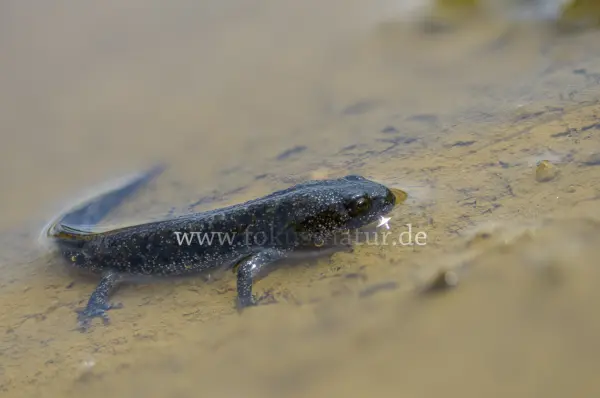 Fokus-Natur Bild