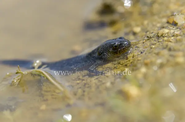Fokus-Natur Bild