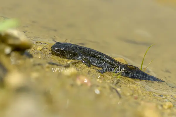 Fokus-Natur Bild