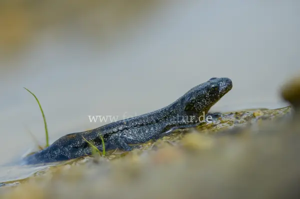 Fokus-Natur Bild