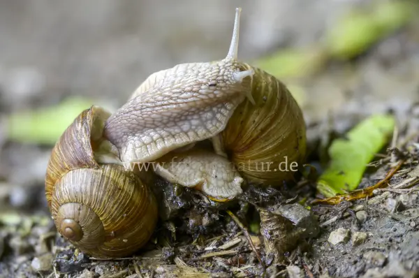 Fokus-Natur Bild
