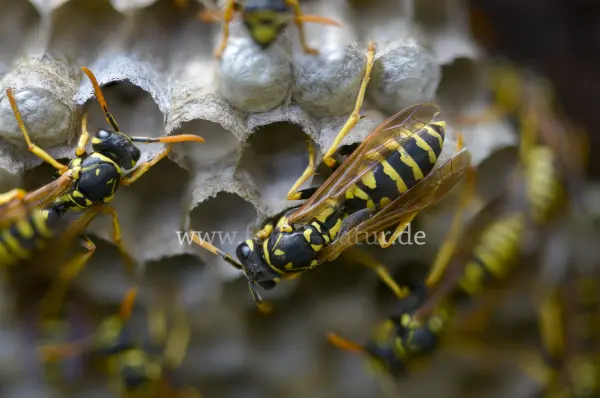Fokus-Natur Bild