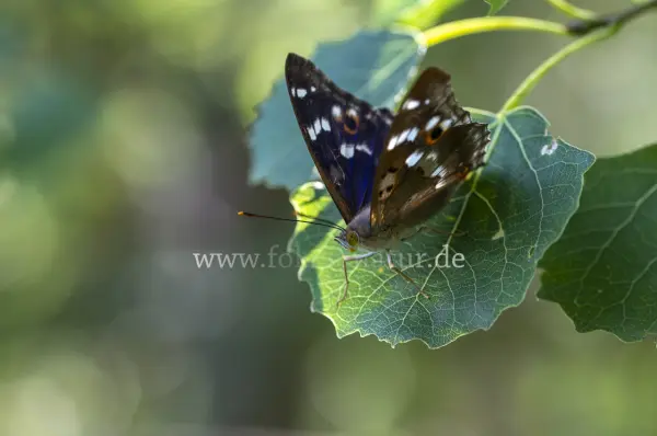 Fokus-Natur Bild