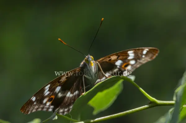 Fokus-Natur Bild