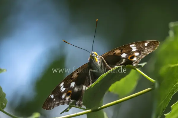 Fokus-Natur Bild