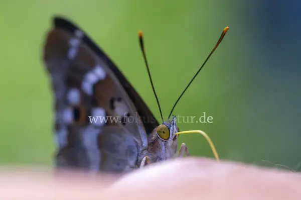 Fokus-Natur Bild