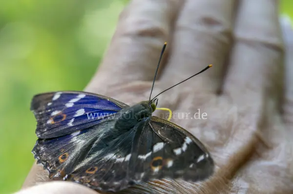 Fokus-Natur Bild