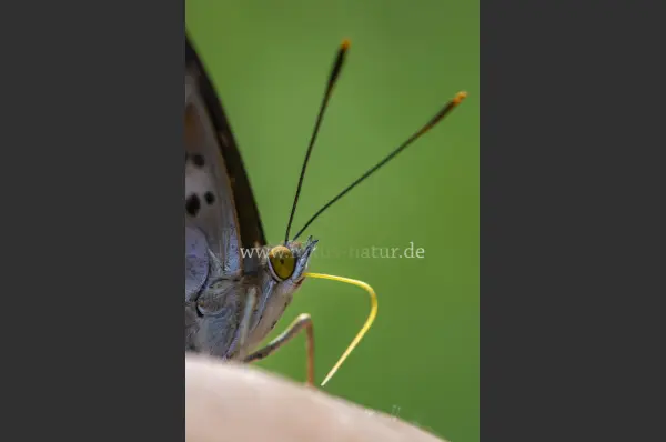 Fokus-Natur Bild