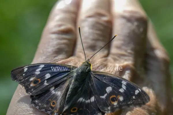 Fokus-Natur Bild