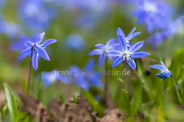 Fokus-Natur Bild