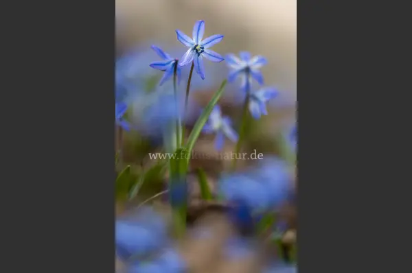 Fokus-Natur Bild