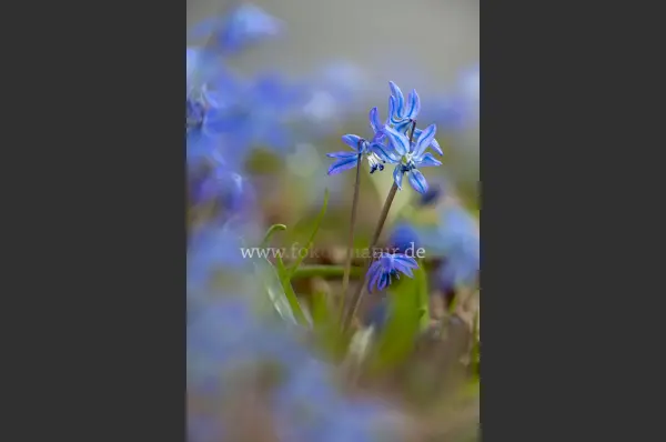 Fokus-Natur Bild