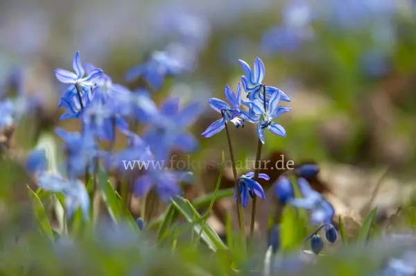 Fokus-Natur Bild