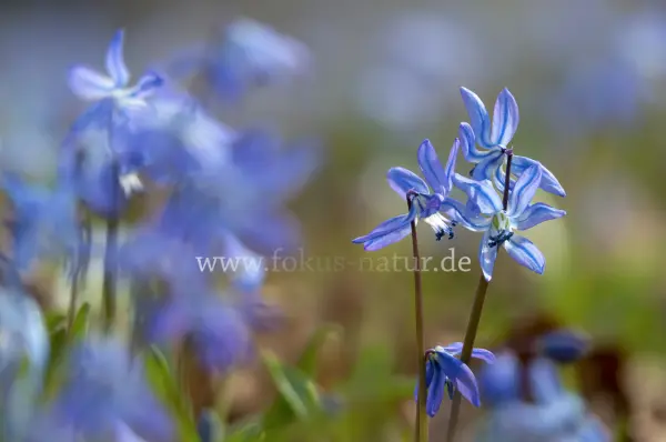 Fokus-Natur Bild