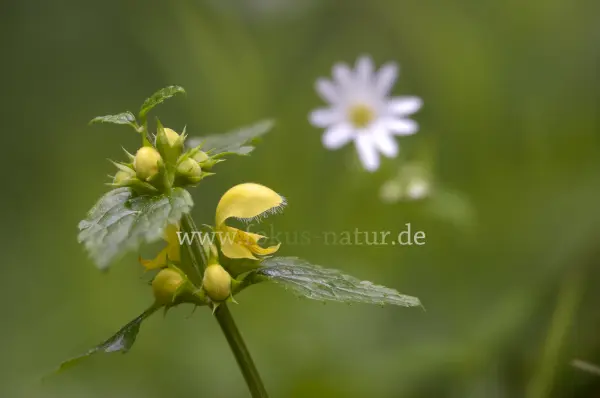Fokus-Natur Bild
