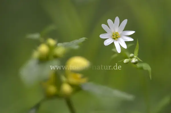 Fokus-Natur Bild