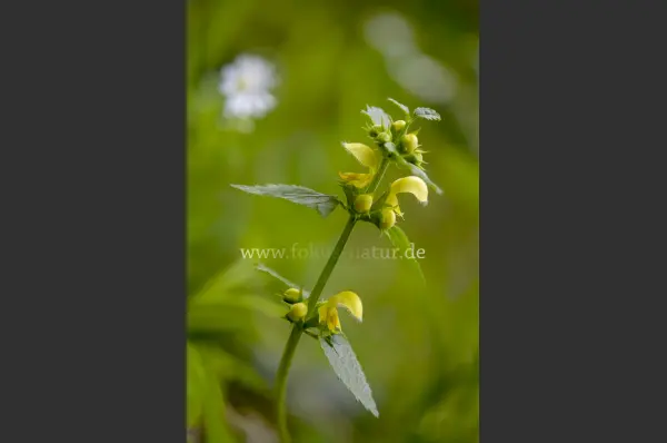 Fokus-Natur Bild
