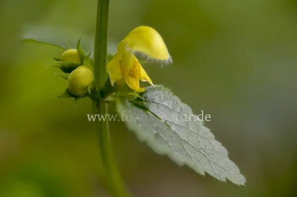 Fokus-Natur Bild