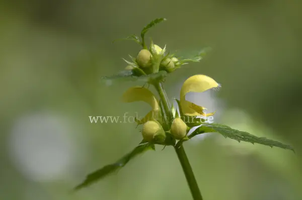 Fokus-Natur Bild
