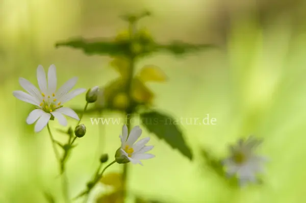 Fokus-Natur Bild