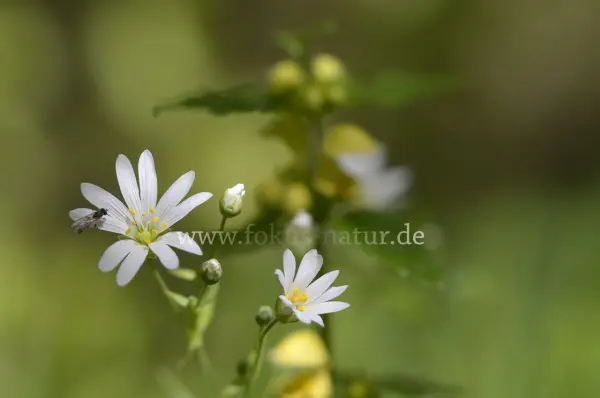 Fokus-Natur Bild