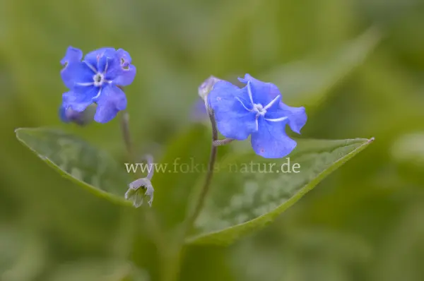 Fokus-Natur Bild