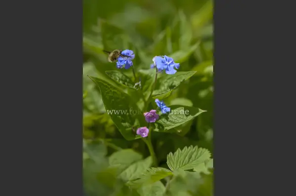 Fokus-Natur Bild