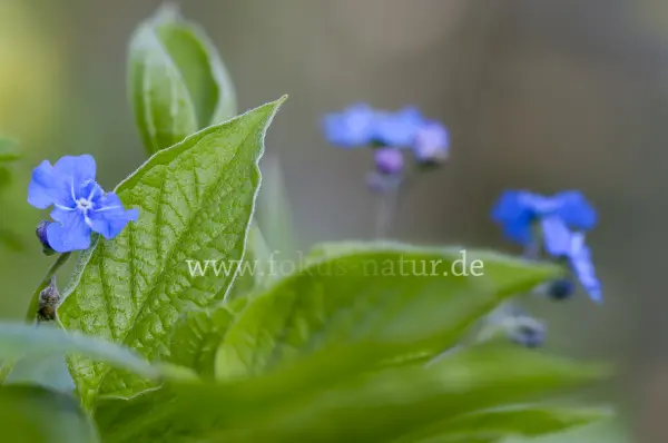 Fokus-Natur Bild