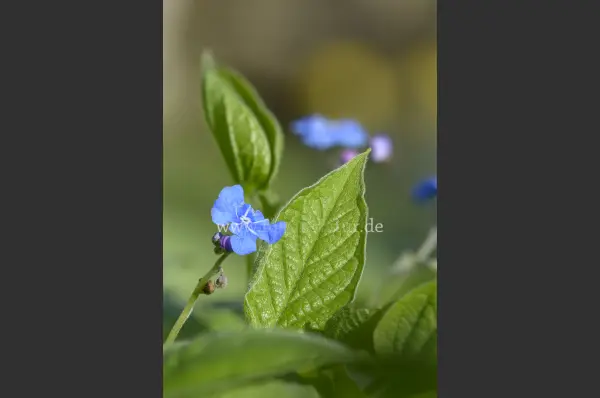 Fokus-Natur Bild