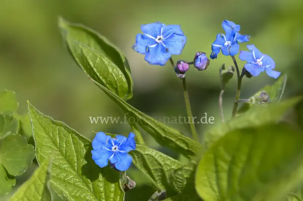 Fokus-Natur Bild