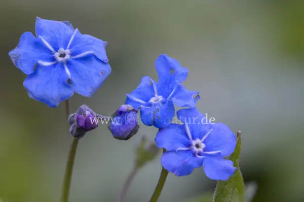 Fokus-Natur Bild