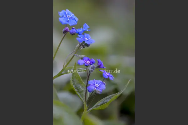 Fokus-Natur Bild