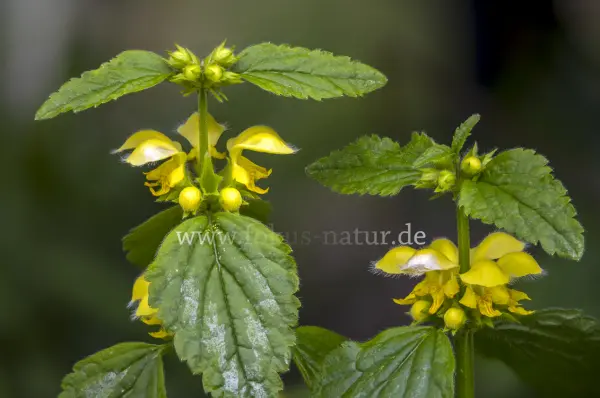 Fokus-Natur Bild