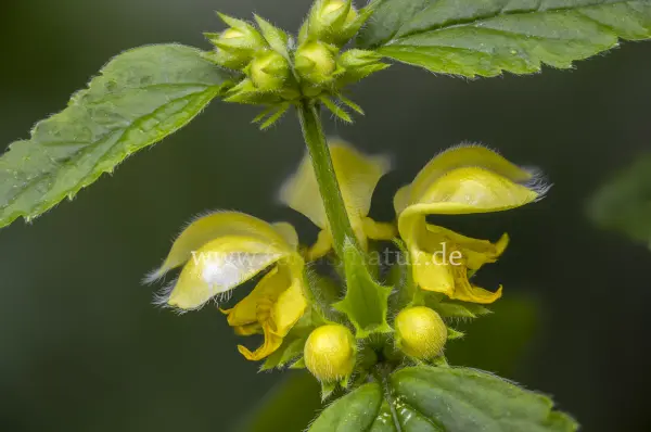 Fokus-Natur Bild