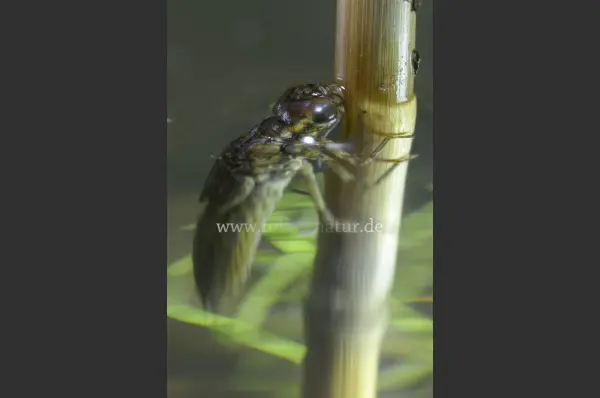 Fokus-Natur Bild