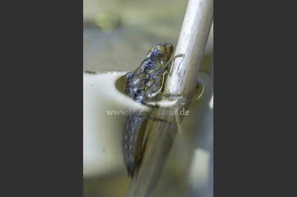 Fokus-Natur Bild