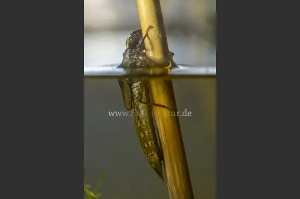 Fokus-Natur Bild