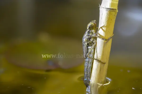 Fokus-Natur Bild