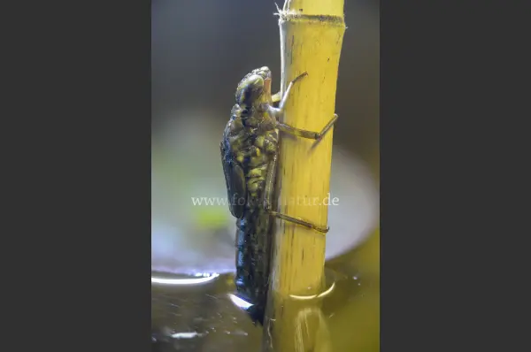 Fokus-Natur Bild